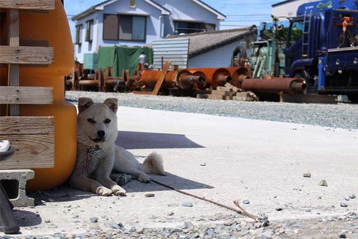 看板犬も見守ります